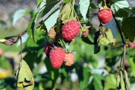 Framboises © French Moments