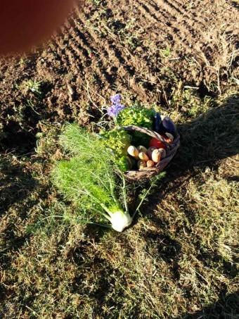 Légumes de saison Gourmets&co .jpg - copie