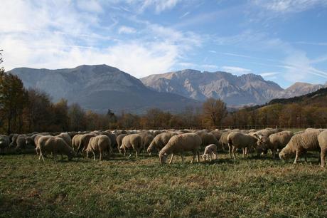 10700107_795410447185575_4945604252982049685_o