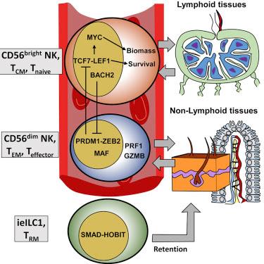 #Cell #RégulationGénique #CellulesNK Programmes de Régulation Génique Conférant l’Identité Phénotypique des Cellules NK Humaines
