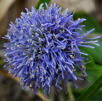 Globulaire (Globularia bisnagarica) Globulaire (Globularia bisnagarica)