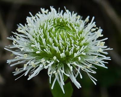 Globulaire (Globularia bisnagarica) Globulaire (Globularia bisnagarica)