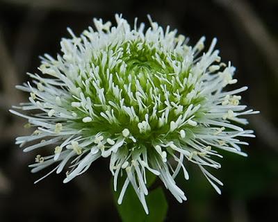 Globulaire (Globularia bisnagarica)