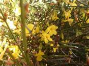 JASMIN d'HIVER