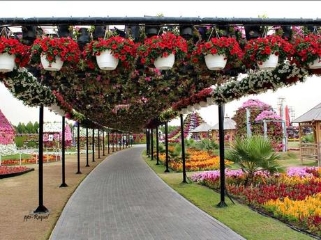 Pays Etranger - Le jardin de Milagro...DuBaî...2