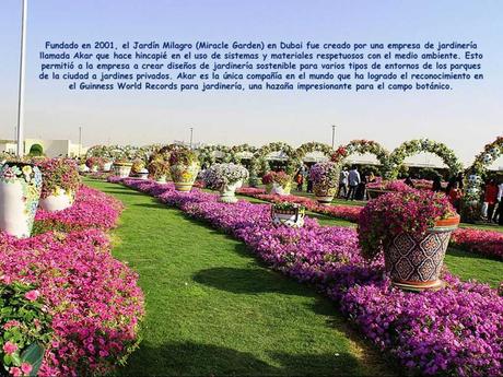 Pays Etranger - Le jardin de Milagro...DuBaî...2