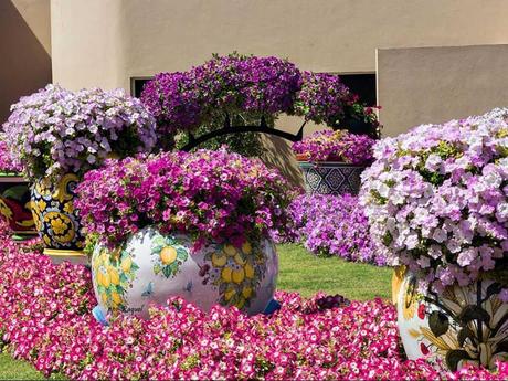 Pays Etranger - Le jardin de Milagro...DuBaî...2