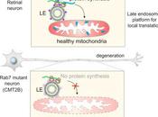 #Cell #endosometardif #ARNm #traduction #axone #mitochondrie Endosomes Tardifs Agissent Tant Plateforme Traduction l’ARNm Soutiennent Mitochondries dans Axones