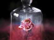 Covenant l’éveil Jennifer Armentrout