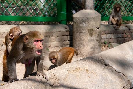 Les singes de Pashupatinath