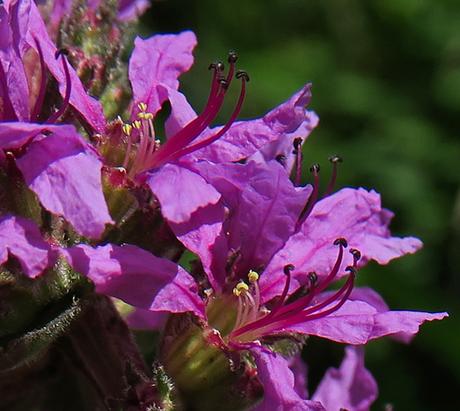 Salicaire commune (Lythrum salicaria)
