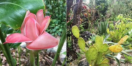 rose porcelaine et cactus du parc botanique de guadeloupe
