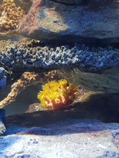 nulle part ailleurs (1) nulle part ailleurs (1)