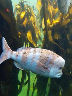 nulle part ailleurs (1) nulle part ailleurs (1)