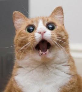 Le jour où j'ai rencontré mon maître