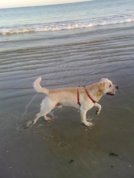 Le jour où j'ai rencontré mon maître