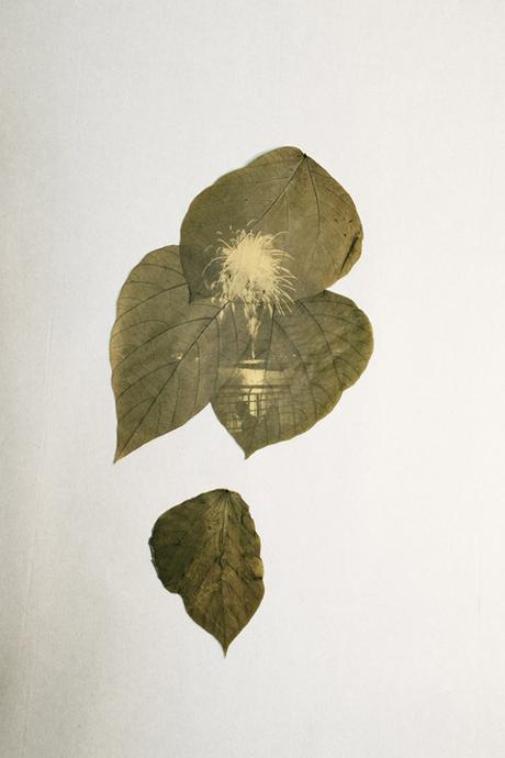 [PHOTOGRAPHIE] : Chloroplast Photography , un projet écologique et poétique d’Hiro Chiba