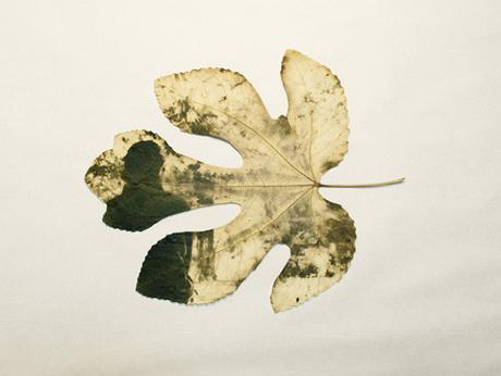 [PHOTOGRAPHIE] : Chloroplast Photography , un projet écologique et poétique d’Hiro Chiba