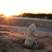 La théorie des signatures