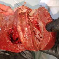 La théorie des signatures