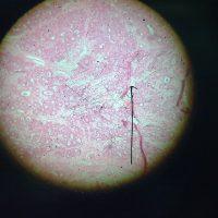 La théorie des signatures