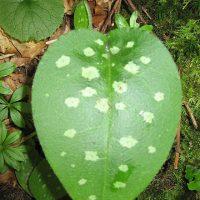 La théorie des signatures