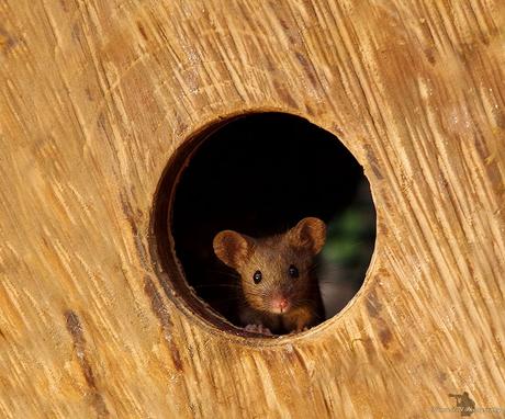 Il découvre des souris dans son jardin et décide de leur construire un village Il découvre des souris dans son jardin et décide de leur construire un village
