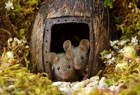 Il découvre des souris dans son jardin et décide de leur construire un village Il découvre des souris dans son jardin et décide de leur construire un village