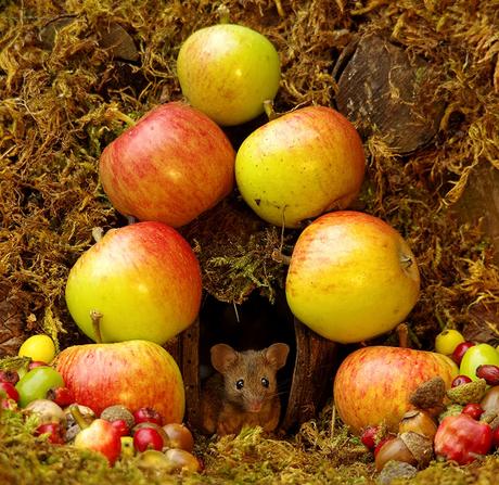 Il découvre des souris dans son jardin et décide de leur construire un village Il découvre des souris dans son jardin et décide de leur construire un village