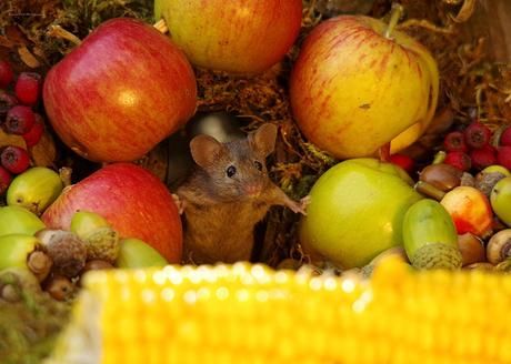 Il découvre des souris dans son jardin et décide de leur construire un village Il découvre des souris dans son jardin et décide de leur construire un village