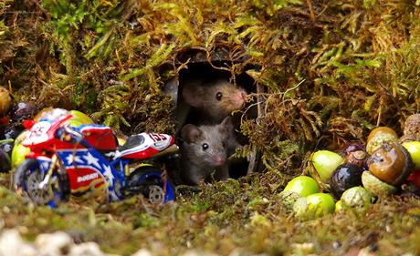 Il découvre des souris dans son jardin et décide de leur construire un village Il découvre des souris dans son jardin et décide de leur construire un village