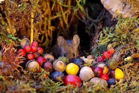Il découvre des souris dans son jardin et décide de leur construire un village Il découvre des souris dans son jardin et décide de leur construire un village