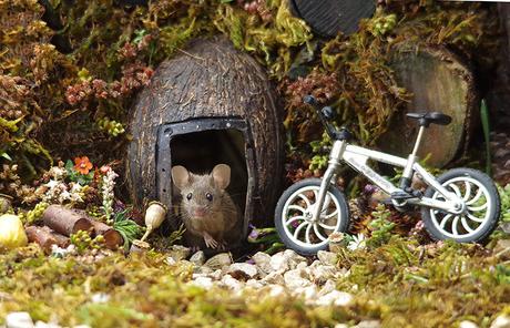 Il découvre des souris dans son jardin et décide de leur construire un village Il découvre des souris dans son jardin et décide de leur construire un village