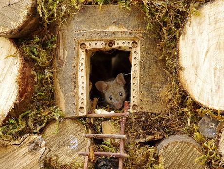 Il découvre des souris dans son jardin et décide de leur construire un village Il découvre des souris dans son jardin et décide de leur construire un village