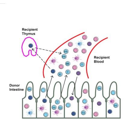 INTESTIN : Il nous fournit aussi en cellules sanguines !