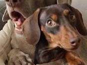 Français fuient-ils France