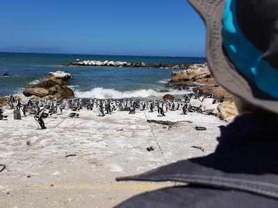 pingouins