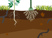 cycle l'azote vers terre (vidéo)