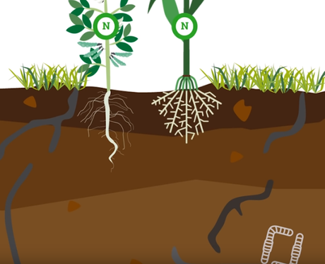 Le cycle de l'azote et les vers de terre (vidéo)