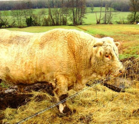 Photos du séminaire du Nouvel An 2018/2019 à Beaumont La Ferrière. Photos du séminaire du Nouvel An 2018/2019 à Beaumont La Ferrière.