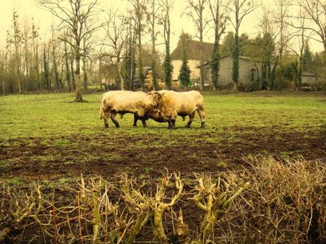 Photos du séminaire du Nouvel An 2018/2019 à Beaumont La Ferrière. Photos du séminaire du Nouvel An 2018/2019 à Beaumont La Ferrière.