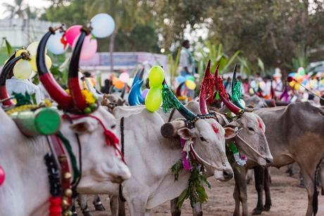 La célébration de Pongal au Tamil Nadu