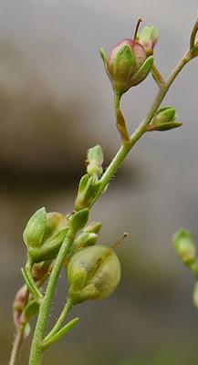 Véronique faux mouron d'eau (Veronica  anagalloides)