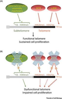 #trendsincellbiology #cancer #thérapieépigénétique Ciblage du Cancer à l’Aide des Caractéristiques Épigénétiques des Régions Télomériques