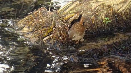 Le troglo n’a pas peur de l’eau