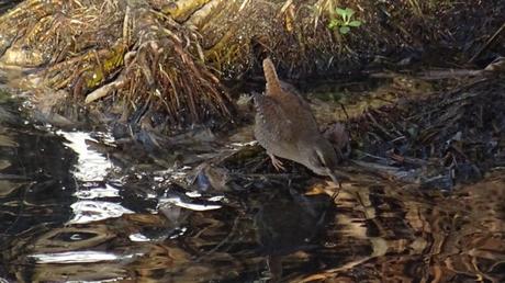 Le troglo n’a pas peur de l’eau Le troglo n’a pas peur de l’eau