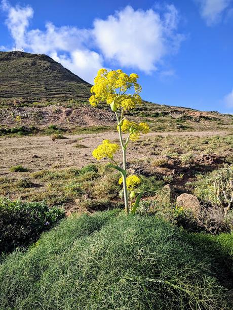 Fleurs sauvages à Lanzarote