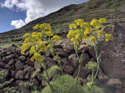 Fleurs sauvages à Lanzarote