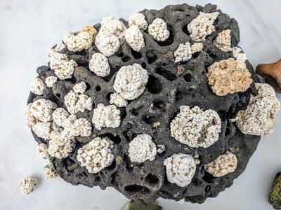 Lanzarote - Casa de César Manrique in Haria