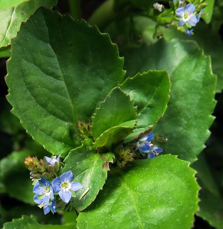 Véronique des ruisseaux (Veronica beccabunga) Véronique des ruisseaux (Veronica beccabunga)